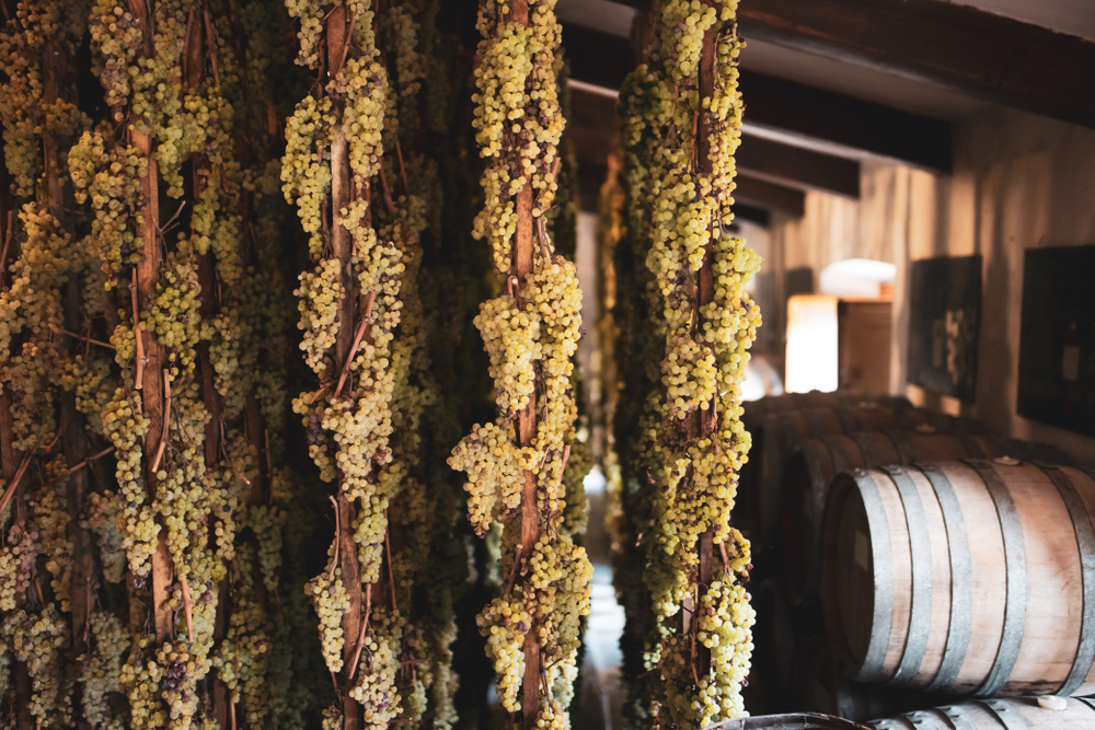 Hanging grapes, Vin Santo