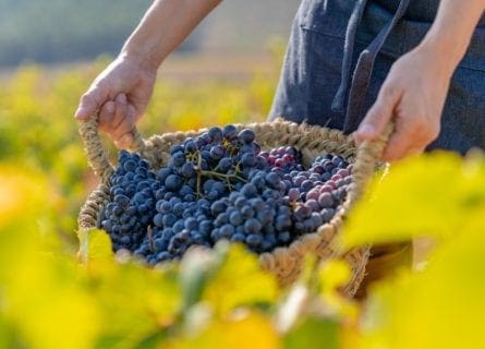 Garnacha: Spain’s Most Fashionable Grape