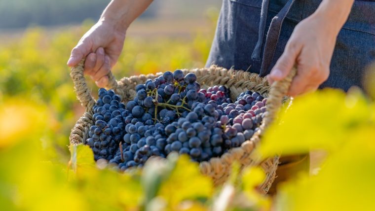 garnacha-spains-most-fashionable-grape