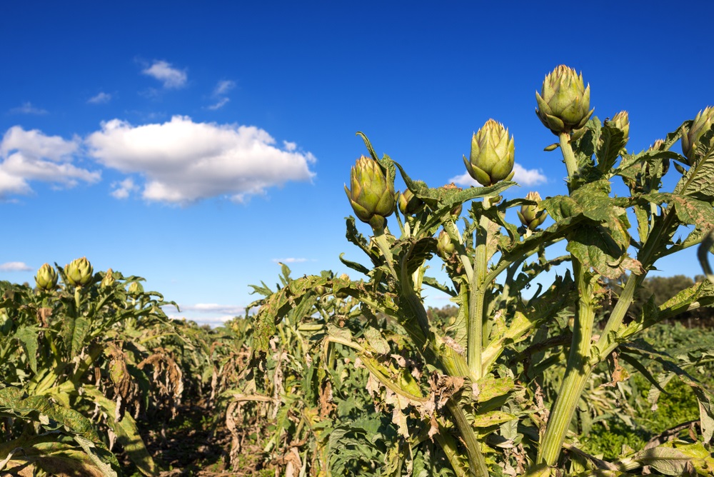 Carciofo Spinoso di Sardegna