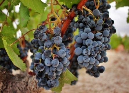 Monastrell Grape Varietal: Spain’s Hidden Gold