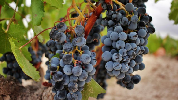 Monastrell: Spain's hidden gold