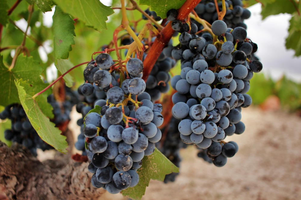 Monastrell: Spain's hidden gold