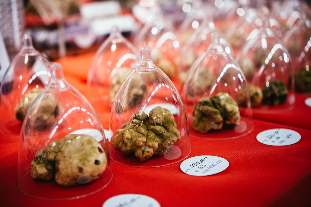 White Truffles, Alba, Italy