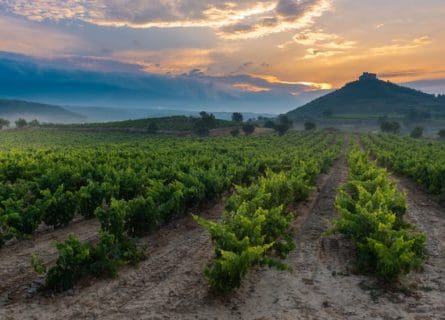 Ultimate Spanish Red Wine Guide: Discoveries & Tips