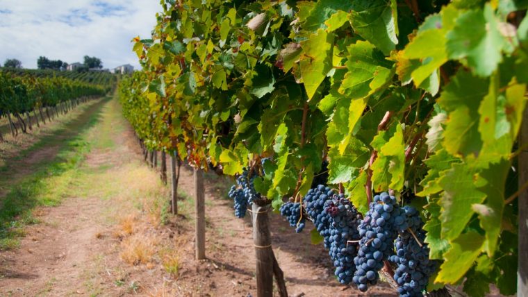 Aglianico emerges from the shadows