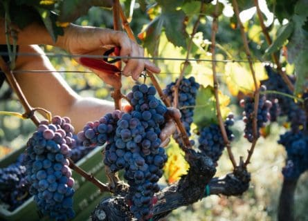 Nero d’Avola Grape Variety: The Spice of Sicily