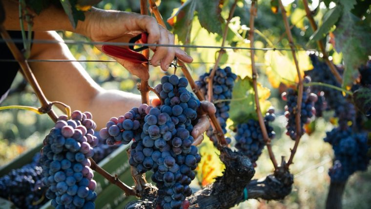 The spice of Sicily: Nero d'Avola