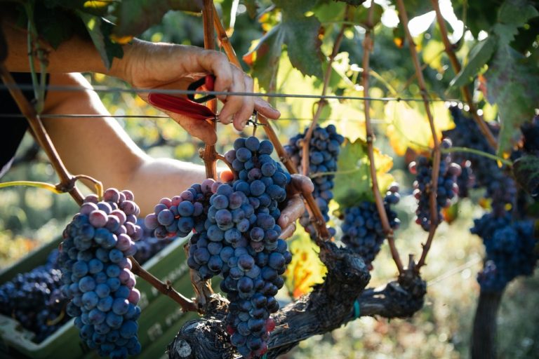 Discover the Fascinating History of Nero d'Avola Grape Variety