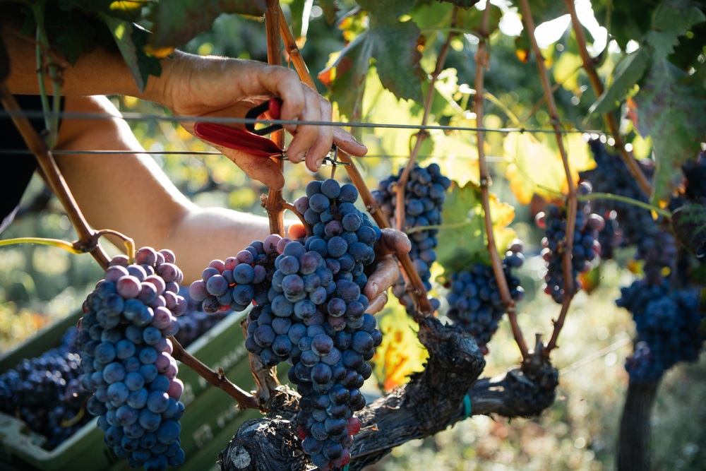 The spice of Sicily: Nero d'Avola