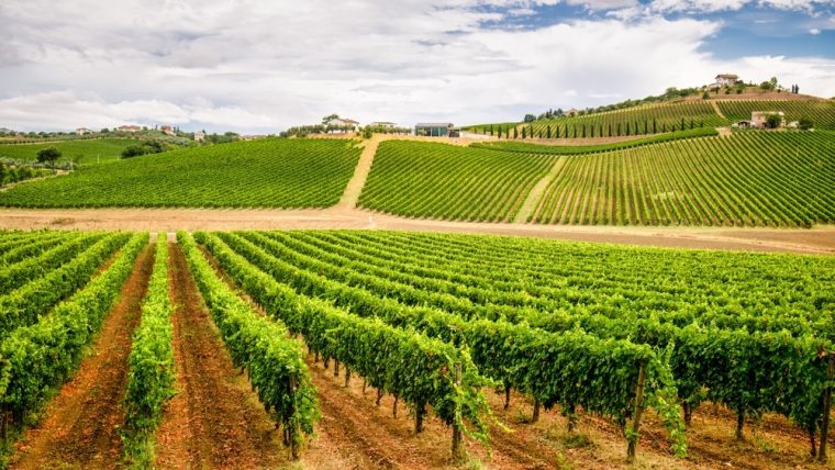 Montepulciano's rising star