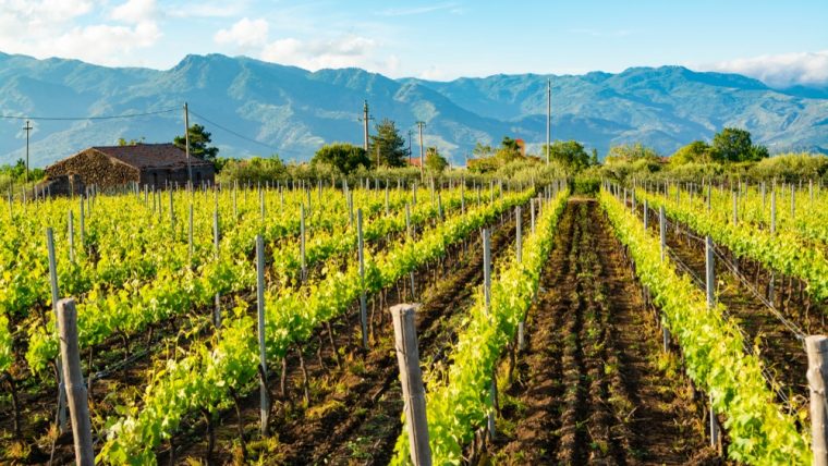 Nerello Mascalese's great revival