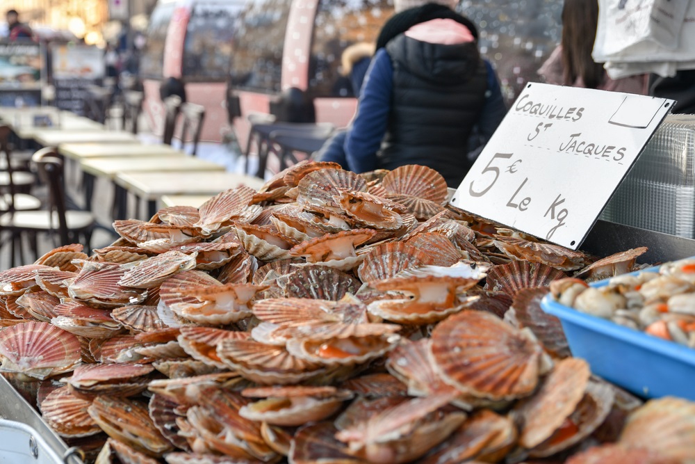 Coquilles Saint-Jacques