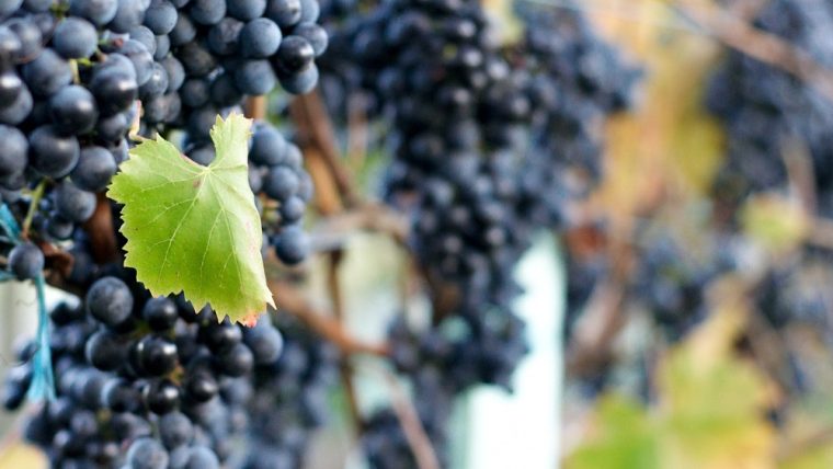 lagrein-grape-variety