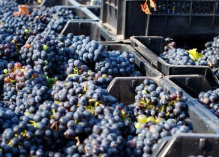 Negroamaro Grape: The Secret Ingredient in the Best Red Wines of Puglia