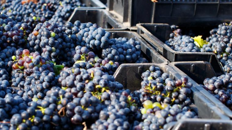 negroamaro-grapes