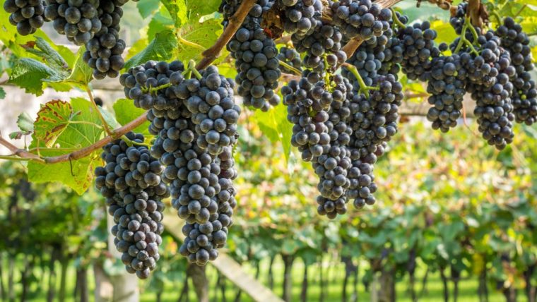 Teroldego,Grape,Variety