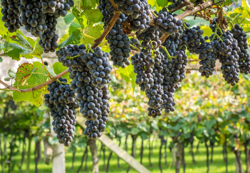 Teroldego,Grape,Variety