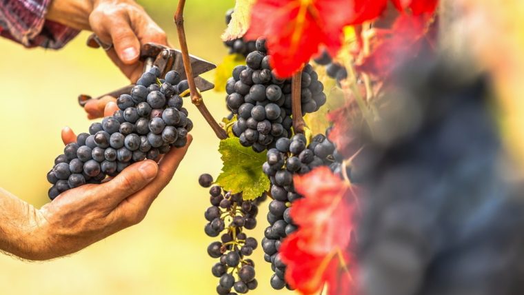 Canaiolo-grape-varietal