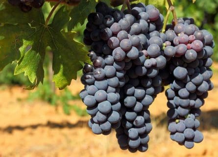 A Sicilian treasure: the Frappato grape variety