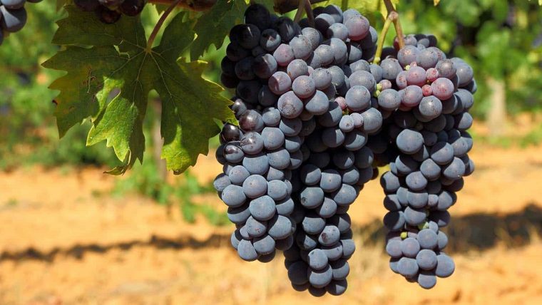 frappato-grape-varietal