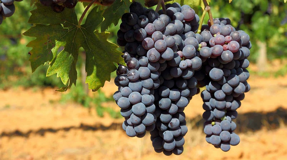 frappato-grape-varietal
