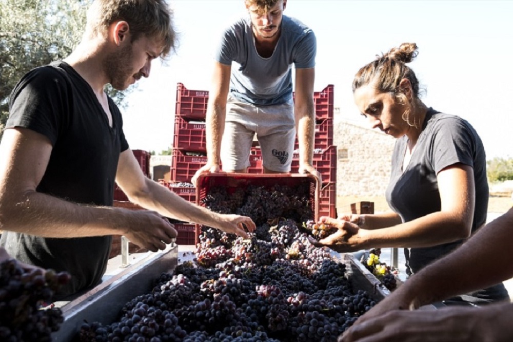 harvesting-at-occhipinti-winery