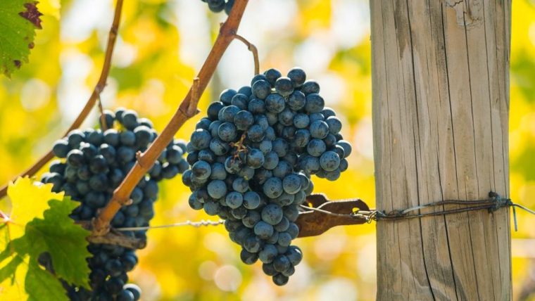 refosco-grapes