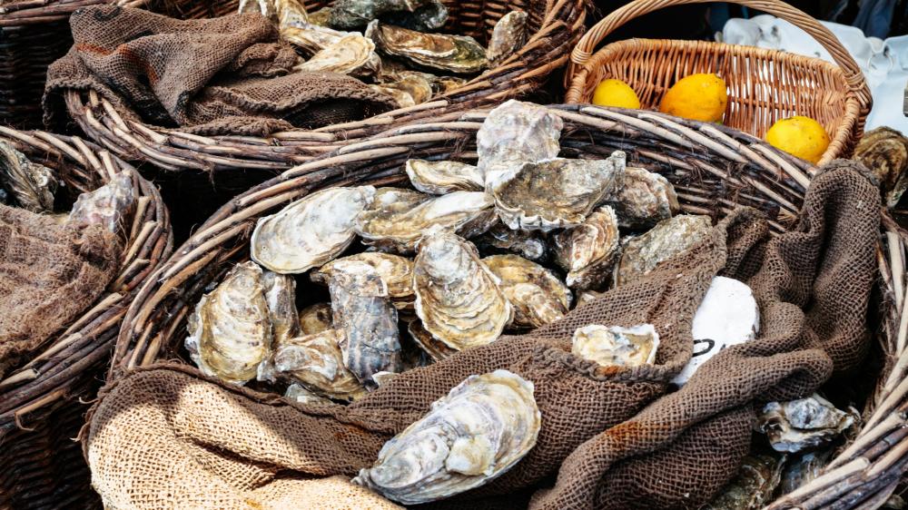 breton-oysters