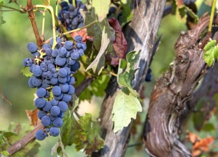 Croatina grape: Esoteric, eccentric, and underrated variety