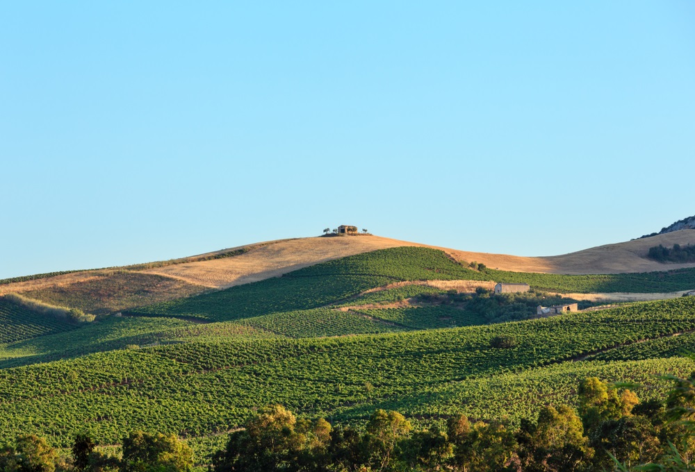 Sicilian vineyards