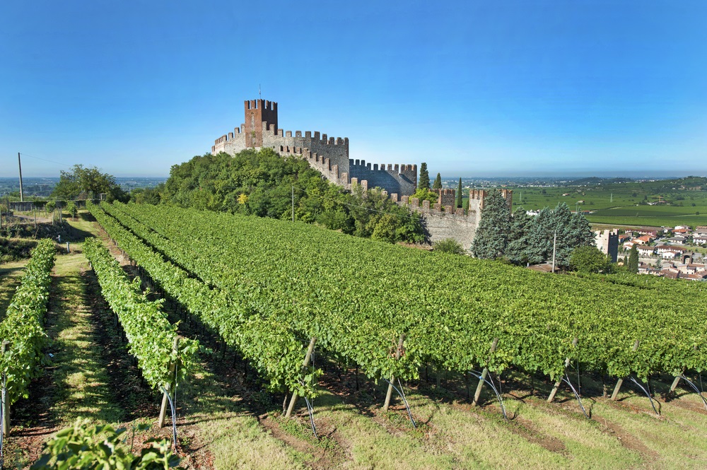 Soave. Landscape with castle and vineyard.