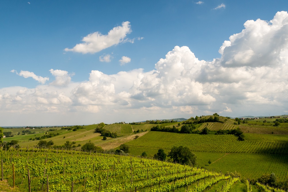 Ziano Piacentino vineyards