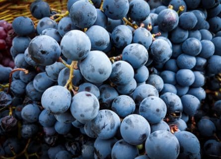 The Savor of the Mediterranean: Grenache Noir