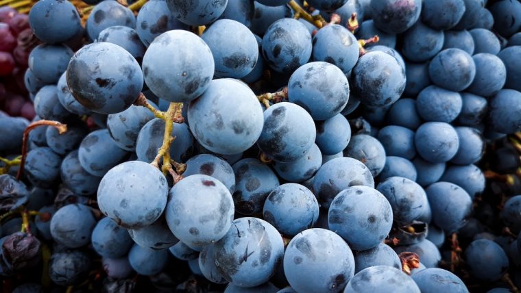 French Grenache