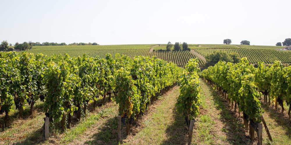 medoc-left-bank-vineyards
