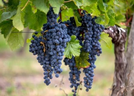 The Rise and Rise of Merlot