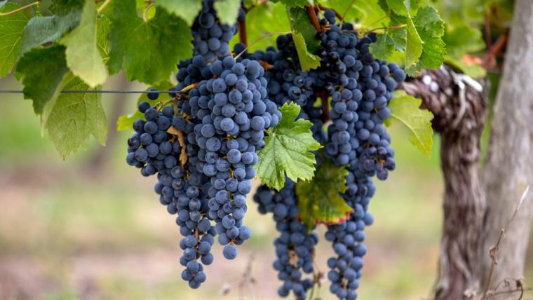 merlot-grape-varietal