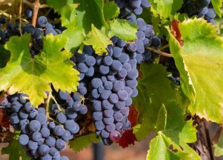 The Greatest Red Grape of the Rhône: Syrah
