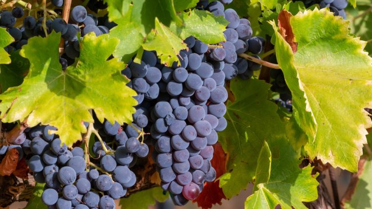 syrah-grape