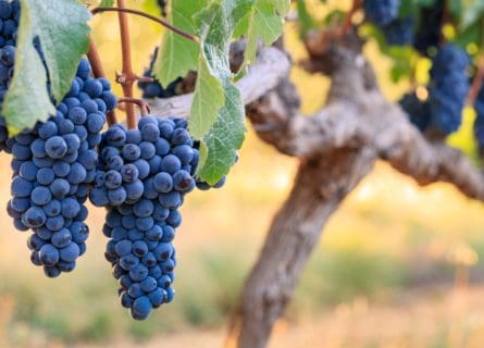 Cabernet Franc Steps into the Spotlight