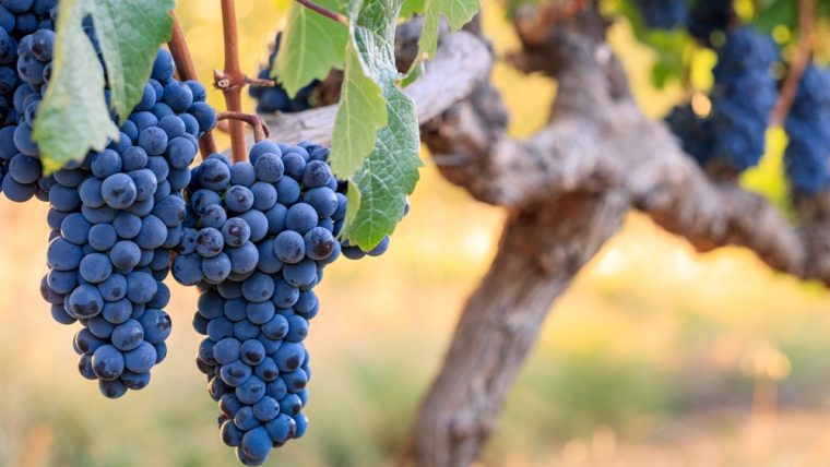 Cabernet Franc