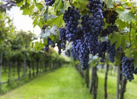 Cabernet Sauvignon: The World’s Most Popular Grape