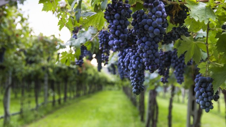 Cabernet Sauvignon