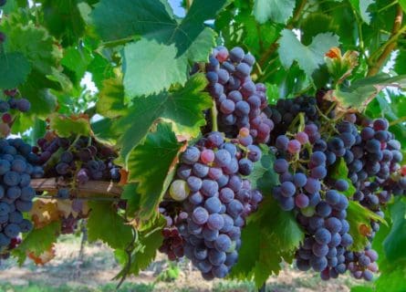 Carignan Grape: From Zero to Hero?