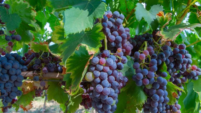 carignan-grape-varietal