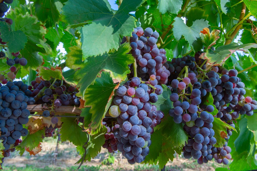 carignan-grape-varietal