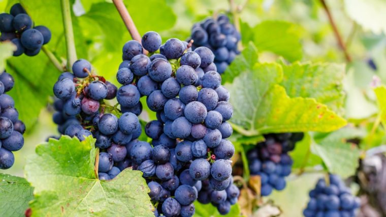 Gamay Noir