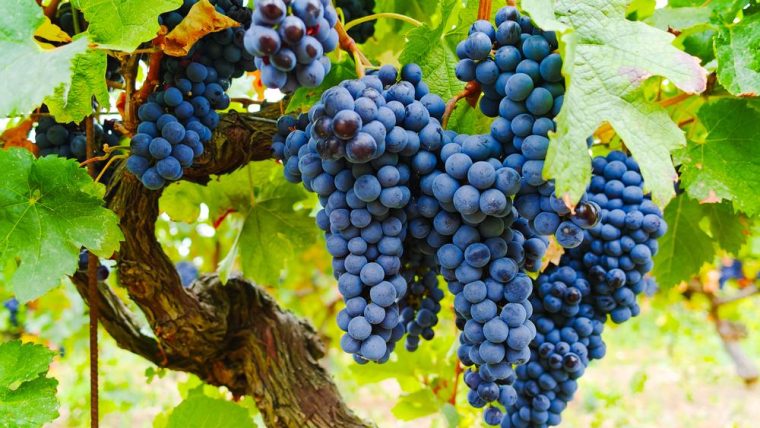 cinsault grape varietal