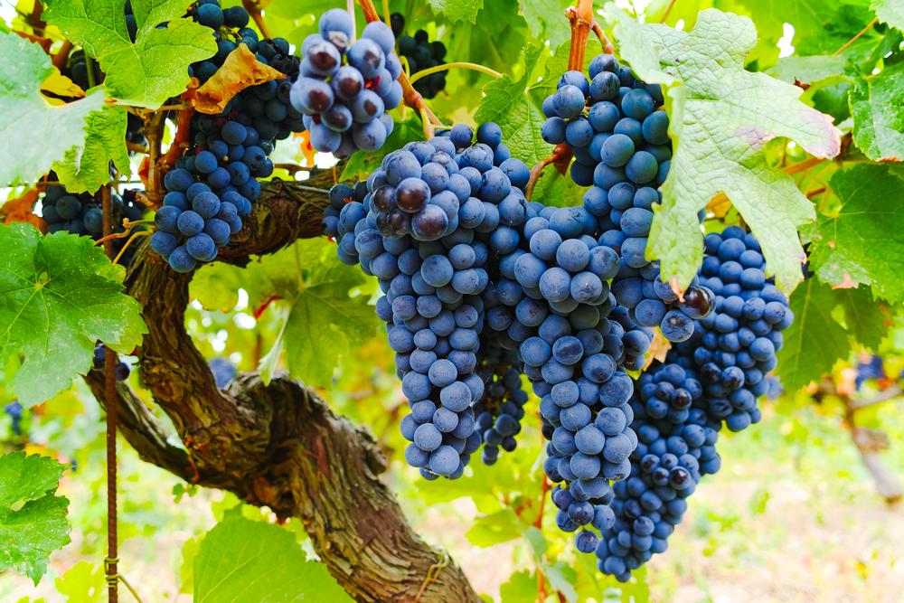 cinsault grape varietal